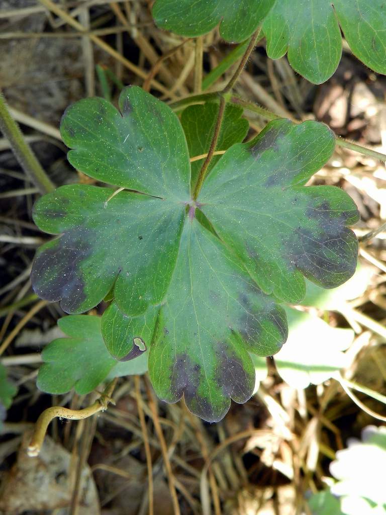 Aquilegia sp.